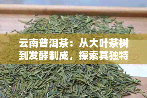 云南普洱茶：从大叶茶树到发酵制成，探索其独特的茶知识与健效果