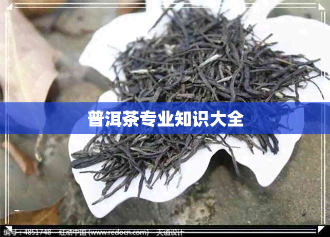 普洱茶专业知识大全