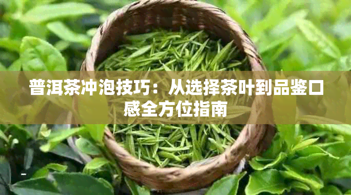 普洱茶冲泡技巧：从选择茶叶到品鉴口感全方位指南