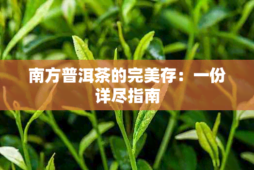 南方普洱茶的完美存：一份详尽指南