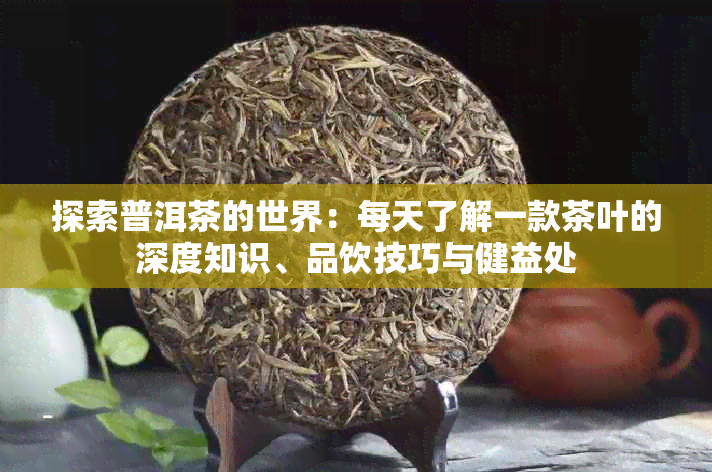 探索普洱茶的世界：每天了解一款茶叶的深度知识、品饮技巧与健益处