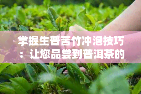 掌握生普苦竹冲泡技巧：让您品尝到普洱茶的不凡魅力