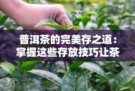 普洱茶的完美存之道：掌握这些存放技巧让茶叶保持状态