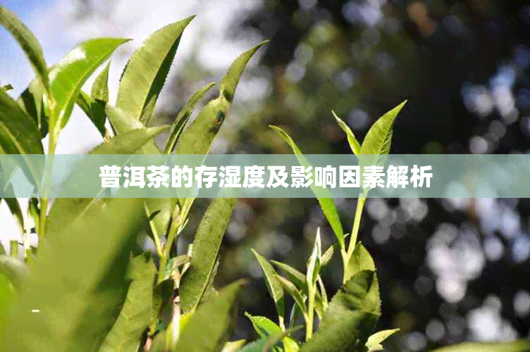 普洱茶的存湿度及影响因素解析