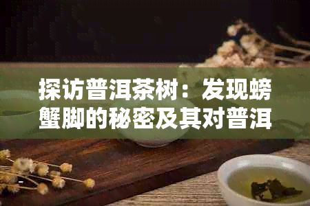 探访普洱茶树：发现螃蟹脚的秘密及其对普洱茶的影响