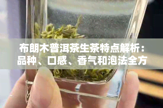 布朗木普洱茶生茶特点解析：品种、口感、香气和泡法全方位了解