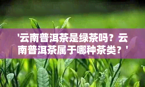 '云南普洱茶是绿茶吗？云南普洱茶属于哪种茶类？'