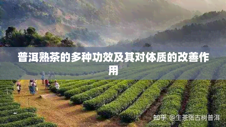 普洱熟茶的多种功效及其对体质的改善作用