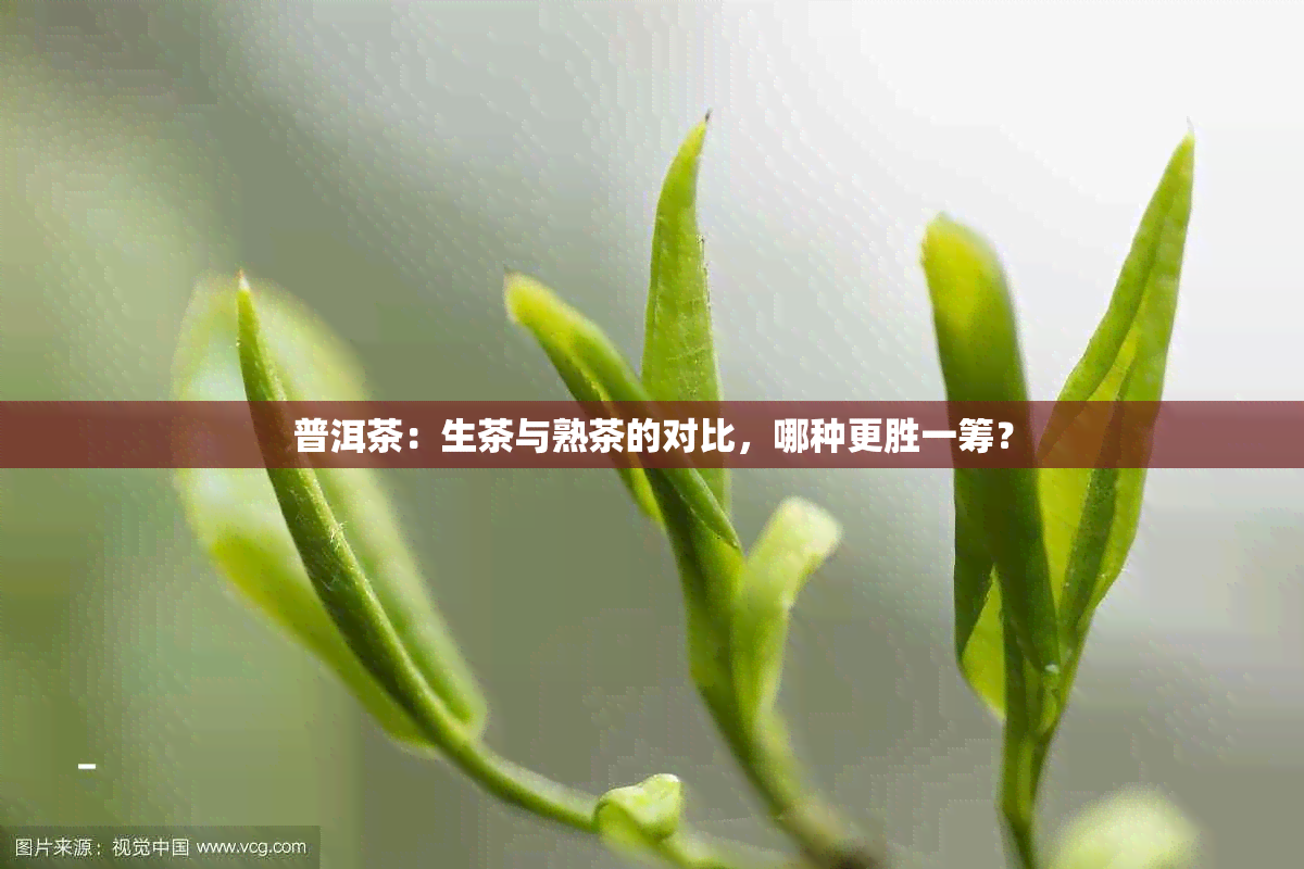 普洱茶：生茶与熟茶的对比，哪种更胜一筹？