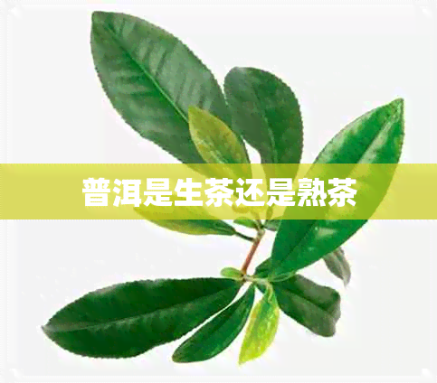 普洱是生茶还是熟茶