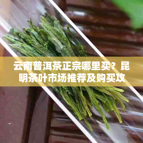 云南普洱茶正宗哪里买？昆明茶叶市场推荐及购买攻略