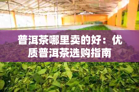 普洱茶哪里卖的好：优质普洱茶选购指南