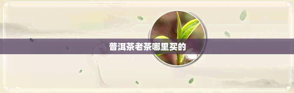 普洱茶老茶哪里买的