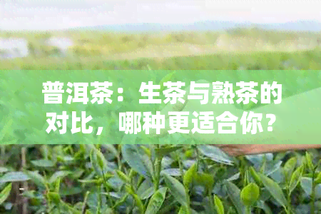 普洱茶：生茶与熟茶的对比，哪种更适合你？