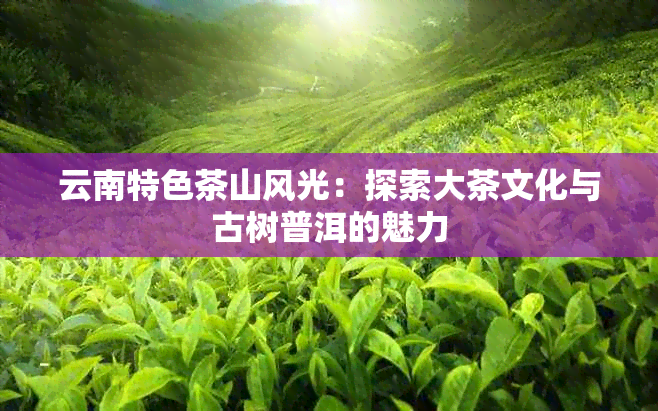 云南特色茶山风光：探索大茶文化与古树普洱的魅力