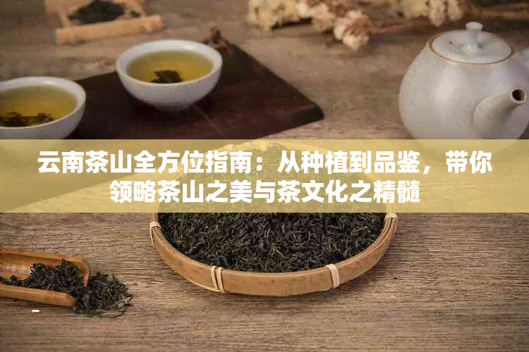 云南茶山全方位指南：从种植到品鉴，带你领略茶山之美与茶文化之精髓