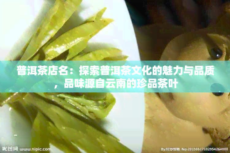 普洱茶店名：探索普洱茶文化的魅力与品质，品味源自云南的珍品茶叶