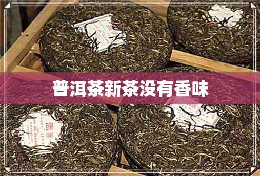 普洱茶新茶没有香味