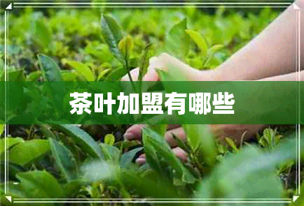 茶叶加盟有哪些