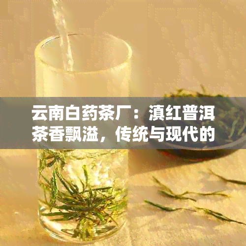 云南白茶厂：滇红普洱茶香飘溢，传统与现代的完美融合