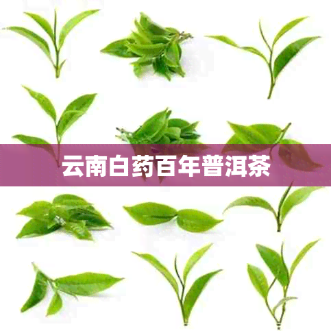 云南白百年普洱茶