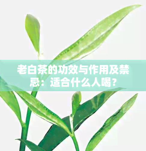 老白茶的功效与作用及禁忌：适合什么人喝？