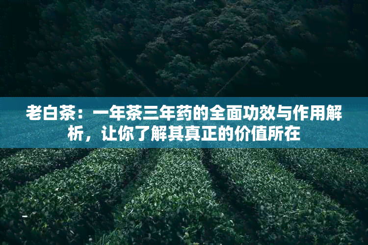 老白茶：一年茶三年的全面功效与作用解析，让你了解其真正的价值所在