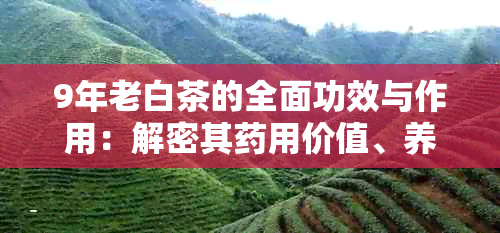 9年老白茶的全面功效与作用：解密其用价值、养生益处及适用人群