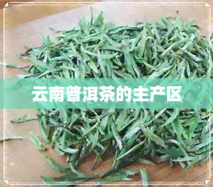 云南普洱茶的主产区