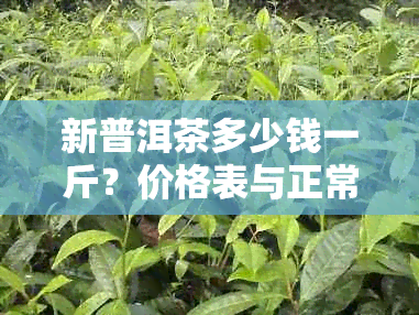 新普洱茶多少钱一斤？价格表与正常价位分析