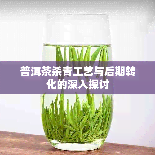 普洱茶杀青工艺与后期转化的深入探讨