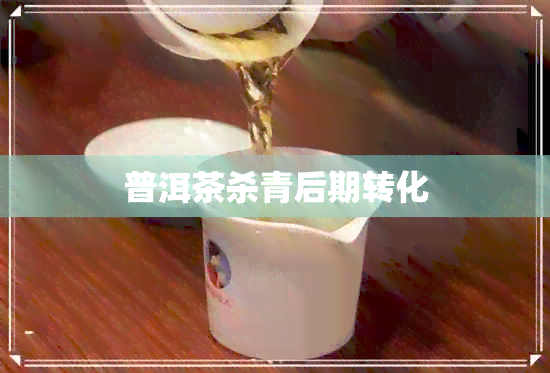 普洱茶杀青后期转化