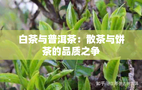 白茶与普洱茶：散茶与饼茶的品质之争