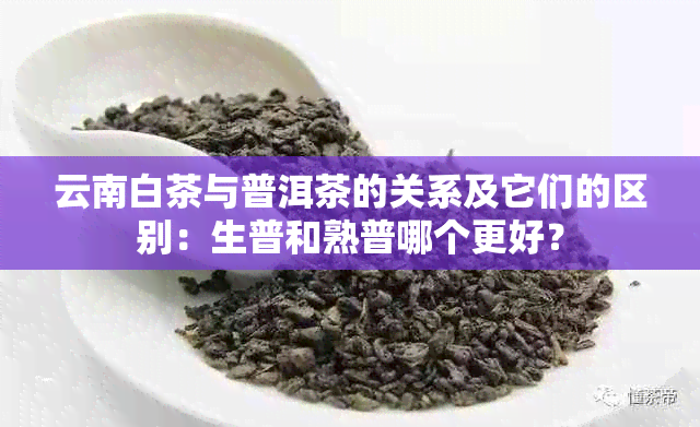 云南白茶与普洱茶的关系及它们的区别：生普和熟普哪个更好？