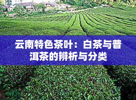 云南特色茶叶：白茶与普洱茶的辨析与分类