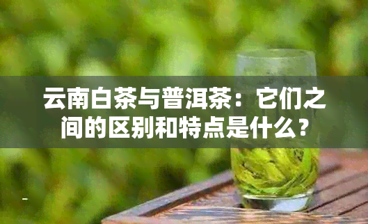 云南白茶与普洱茶：它们之间的区别和特点是什么？