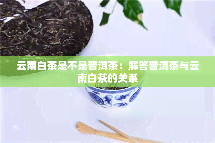 云南白茶是不是普洱茶：解答普洱茶与云南白茶的关系