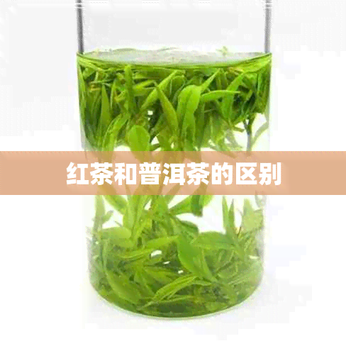 红茶和普洱茶的区别