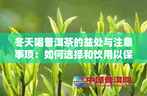 冬天喝普洱茶的益处与注意事项：如何选择和饮用以保持健？