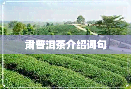 肃普洱茶介绍词句