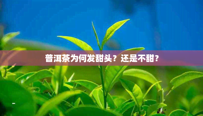 普洱茶为何发甜头？还是不甜？