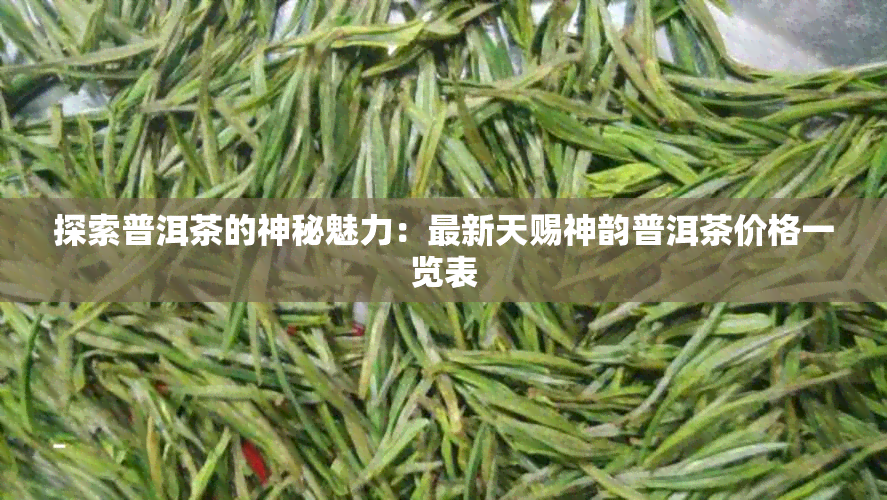 探索普洱茶的神秘魅力：最新天赐神韵普洱茶价格一览表