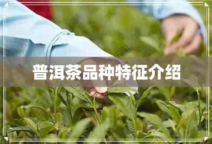 普洱茶品种特征介绍