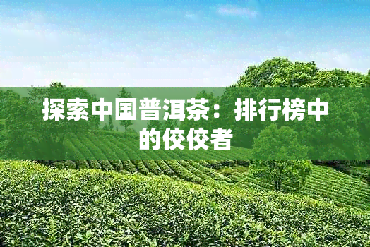 探索中国普洱茶：排行榜中的佼佼者