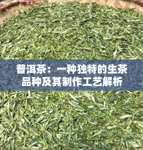 普洱茶：一种独特的生茶品种及其制作工艺解析