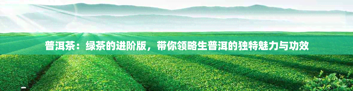 普洱茶：绿茶的进阶版，带你领略生普洱的独特魅力与功效