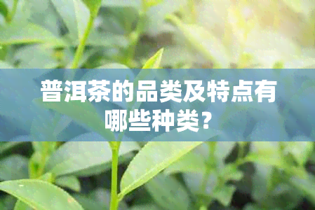 普洱茶的品类及特点有哪些种类？