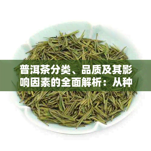 普洱茶分类、品质及其影响因素的全面解析：从种类到品质，让你轻松选购