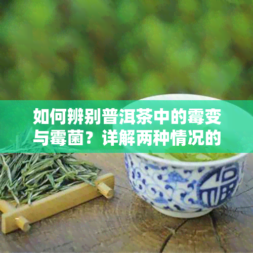 如何辨别普洱茶中的霉变与霉菌？详解两种情况的特征与处理方法