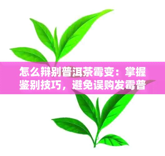 怎么辩别普洱茶霉变：掌握鉴别技巧，避免误购发霉普洱茶